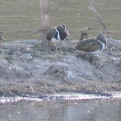 Rostratula australis (Australian Painted-snipe) at QPRC LGA - 5 Feb 2017 by Liam.m