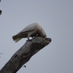Cacatua tenuirostris X sanguinea (Long-billed X Little Corella (Hybrid)) at O'Malley, ACT - 9 Sep 2020 by Mike