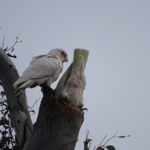 Cacatua tenuirostris X sanguinea at O'Malley, ACT - 10 Sep 2020 08:27 AM