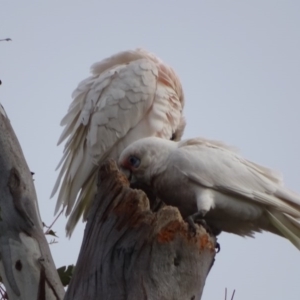 Cacatua tenuirostris X sanguinea at O'Malley, ACT - 10 Sep 2020 08:27 AM