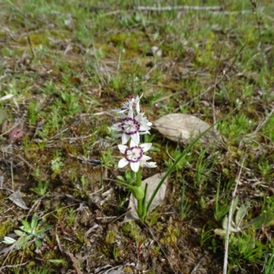 Wurmbea dioica subsp. dioica (Early Nancy) at Jerrabomberra, ACT - 10 Sep 2020 by Mike