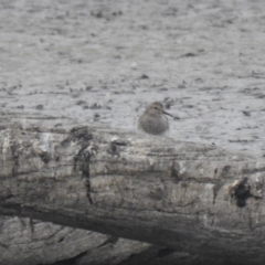 Calidris melanotos (Pectoral Sandpiper) at Jerrabomberra Wetlands - 20 Nov 2019 by Liam.m