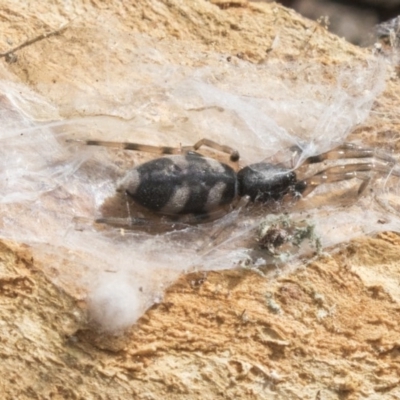 Lampona sp. (genus) (White-tailed spider) at Higgins, ACT - 9 Sep 2020 by AlisonMilton