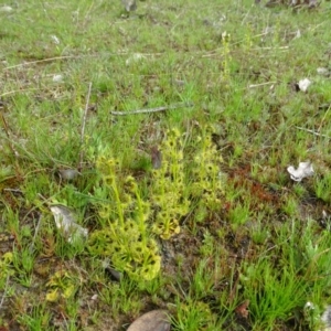 Drosera gunniana at Jerrabomberra, ACT - 10 Sep 2020