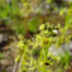 Drosera gunniana at Jerrabomberra, ACT - 10 Sep 2020 08:55 AM