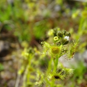 Drosera gunniana at Jerrabomberra, ACT - 10 Sep 2020 08:55 AM