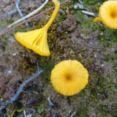 Lichenomphalia chromacea at Symonston, ACT - 10 Sep 2020