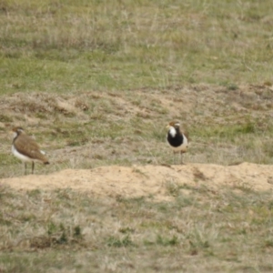 Vanellus tricolor at Rendezvous Creek, ACT - 10 Dec 2019 10:01 AM