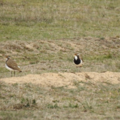 Vanellus tricolor (Banded Lapwing) at Rendezvous Creek, ACT - 10 Dec 2019 by Liam.m