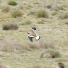 Vanellus tricolor at Rendezvous Creek, ACT - 10 Dec 2019 10:01 AM