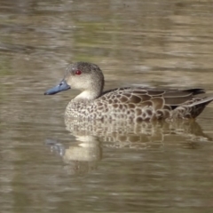 Anas gracilis (Grey Teal) at Symonston, ACT - 10 Sep 2020 by Mike
