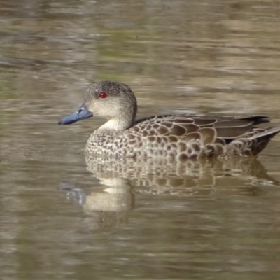 Anas gracilis (Grey Teal) at Symonston, ACT - 10 Sep 2020 by Mike