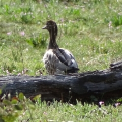 Chenonetta jubata (Australian Wood Duck) at Symonston, ACT - 10 Sep 2020 by Mike