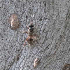 Gotra sp. (genus) at Higgins, ACT - 10 Sep 2020 by AlisonMilton
