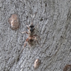 Gotra sp. (genus) at Higgins, ACT - 9 Sep 2020 by AlisonMilton