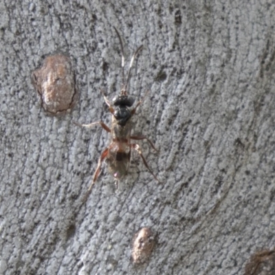 Unidentified Parasitic wasp (numerous families) at Higgins, ACT - 9 Sep 2020 by AlisonMilton