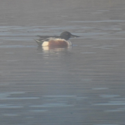 Spatula clypeata (Northern Shoveler) at Fyshwick, ACT - 11 Sep 2019 by Liam.m