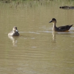 Anas gracilis (Grey Teal) at Symonston, ACT - 10 Sep 2020 by Mike