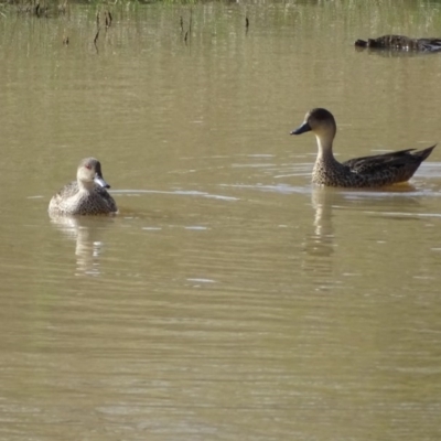 Anas gracilis (Grey Teal) at Symonston, ACT - 9 Sep 2020 by Mike