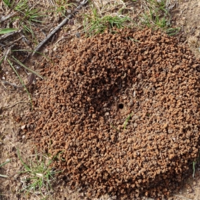Camponotus sp. (genus) (A sugar ant) at Callum Brae - 9 Sep 2020 by Mike