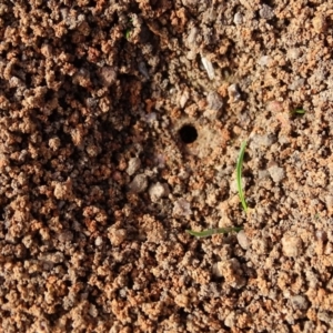 Camponotus sp. (genus) at Symonston, ACT - 10 Sep 2020