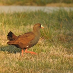 Tribonyx ventralis (Black-tailed Native-hen) at Gungahlin, ACT - 12 Sep 2019 by Liam.m