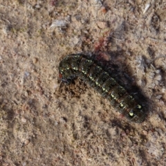 Apina callisto (Pasture Day Moth) at Symonston, ACT - 10 Sep 2020 by Mike