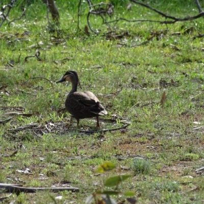 Anas superciliosa (Pacific Black Duck) at Symonston, ACT - 9 Sep 2020 by Mike