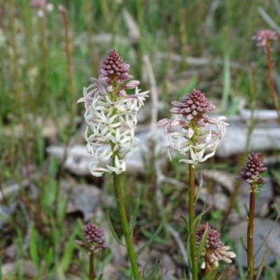 Stackhousia monogyna (Creamy Candles) at Symonston, ACT - 9 Sep 2020 by Mike