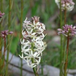 Stackhousia monogyna at Symonston, ACT - 10 Sep 2020