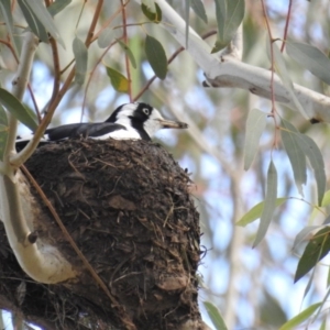 Grallina cyanoleuca at Kambah, ACT - 10 Sep 2020