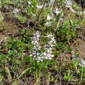 Wurmbea dioica subsp. dioica at Symonston, ACT - 10 Sep 2020