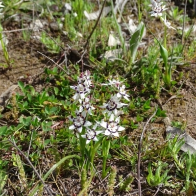 Wurmbea dioica subsp. dioica (Early Nancy) at Callum Brae - 9 Sep 2020 by Mike