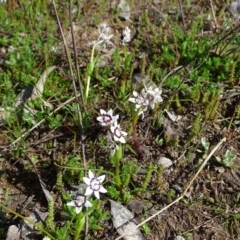 Wurmbea dioica subsp. dioica at Symonston, ACT - 10 Sep 2020