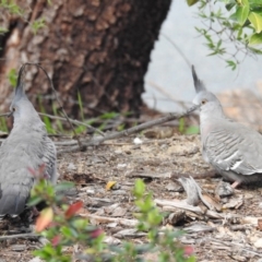 Ocyphaps lophotes (Crested Pigeon) at Kambah, ACT - 10 Sep 2020 by HelenCross