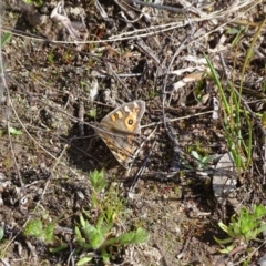 Junonia villida (Meadow Argus) at Jerrabomberra, ACT - 10 Sep 2020 by Mike