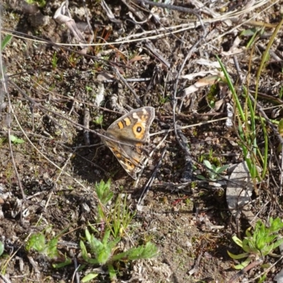 Junonia villida (Meadow Argus) at Jerrabomberra, ACT - 9 Sep 2020 by Mike