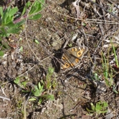 Junonia villida at Jerrabomberra, ACT - 10 Sep 2020