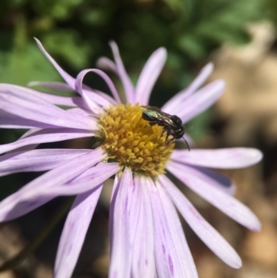 Tetragonula carbonaria (Stingless bee) at Mogo State Forest - 5 Sep 2020 by PeterA