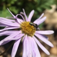 Tetragonula carbonaria (Stingless bee) at Mogo, NSW - 5 Sep 2020 by PeterA