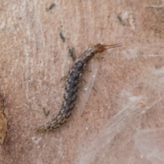 Osmylidae sp. (family) (Osmylid lacewing) at Higgins, ACT - 10 Sep 2020 by AlisonMilton