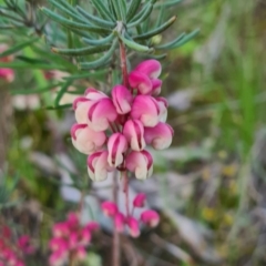 Grevillea lanigera (Woolly Grevillea) at Nail Can Hill - 5 Sep 2020 by Fpedler