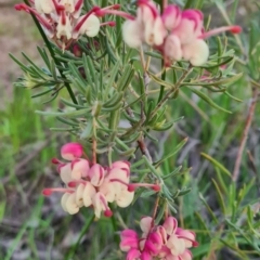 Grevillea lanigera at West Albury, NSW - 5 Sep 2020 05:39 PM