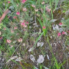 Grevillea lanigera at West Albury, NSW - 5 Sep 2020 05:39 PM