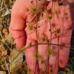 Drosera gunniana (Pale Sundew) at Albury, NSW - 5 Sep 2020 by Fpedler