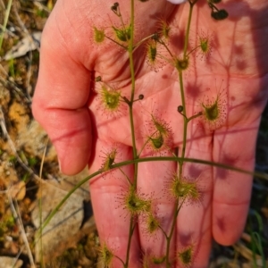 Drosera gunniana at Albury - 5 Sep 2020 05:09 PM