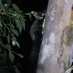 Petaurus australis australis (Yellow-bellied Glider) at Cotter River, ACT - 12 Jun 2020 by Liam.m