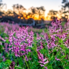 Fumaria bastardii (Bastard Fumitory) at Mount Majura - 10 Sep 2020 by sbittinger