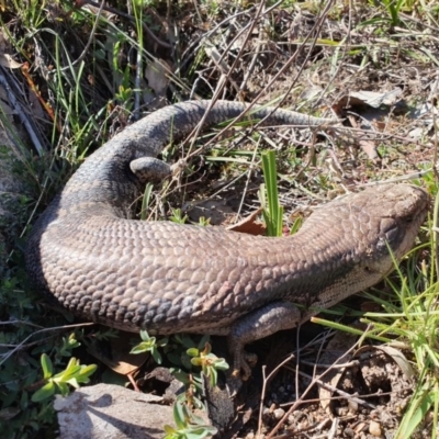 Tiliqua scincoides scincoides (Eastern Blue-tongue) at Tuggeranong DC, ACT - 1 Sep 2020 by ChrisHolder