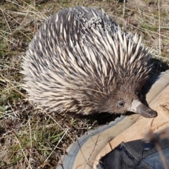 Tachyglossus aculeatus (Short-beaked Echidna) at Tuggeranong DC, ACT - 2 Sep 2020 by ChrisHolder